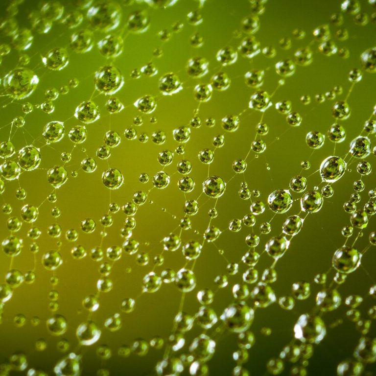 Close-up of water droplets on a web with a green background.